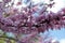 Purple flowering tree