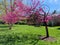 Purple Flowering Tree and Green Grass in Spring in April