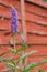 Purple Flowering Veronica Plant in England