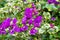 Purple Flowering Vine