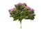 PurpLe floweripurpLeavesle flowering tree Isolated from the white backgroundng tree Isolated from the white background