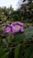 Purple flowers aarey forest goregoan