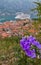 Purple flowers above Kotor bay.