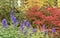 Purple flowers of Aconitum napellus Newry Blue in an autumn garden