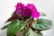 Purple flowers of African violets