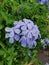 Purple flowers in the afternoon garden