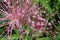 Purple flowers, Allium Giganteum