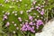 Purple Flowers in Alpine Moss