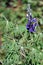 Purple flowers in the Antisana Ecological Reserve