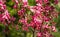 Purple flowers of Apple Malus `Makowieckiana`. Dark pink blossoms in blurred green bokeh background. Early spring in garden