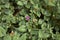 Purple flowers of Aptenia cordifolia