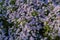 Purple flowers of aster on a flowerbed in sunny morning