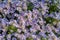 Purple flowers of aster on a flowerbed in sunny morning