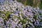 Purple flowers of aster on a flowerbed in sunny morning