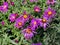 Purple flowers asters, Bush family flowers cultivated in the Russian garden in late summer.
