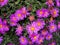 Purple flowers asters, Bush family flowers cultivated in the Russian garden in late summer.