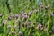 Purple flowers of Astragalus danicus known as purple milk-vetch in the meadow