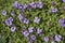 Purple flowers of Aubrieta deltoidea