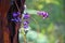 Purple flowers of the Australian Hardenbergia