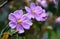 Purple flowers of the Australian native Blue Tongue, Melastoma affine