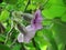 Purple flowers of Baby Rose, Elephant Climber, Elephant Creeper or Silver Morning Glory, Beautiful bloom on branches