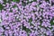 Purple flowers background, Purple petunias groups at garden