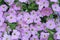 Purple flowers background, Purple petunias groups at garden