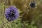 Purple flowers Ball-headed mordovnik closeup on a blurred background