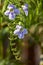 Purple flowers on a beautiful bokeh background in natural form