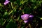 Purple flowers that are in bloom, natural background