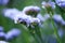 Purple Flowers Blooming In Garden