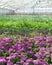 Purple flowers blooming in a greenhouse