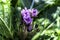 Purple flowers of blooming Mandragora autumnalis. Autumn Mandrake. Plant of the Bible. Selective focus.