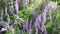 Purple Flowers Of Blooming Vicia cracca in The Garden on The Wind.