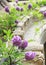 Purple flowers, blooming wisteria