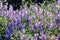 Purple flowers of blue vetch (Vicia cracca)