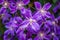 Purple flowers, blurry background,