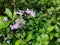 Purple flowers botany nature shrub wild bud leaf plant