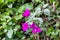 Purple flowers of bougainvillea. Aberdare, Kenya