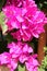 Purple flowers on a bougainvillea plant