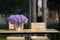 Purple flowers in bucket vase on wooden table with chairs with s