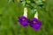 Purple flowers of bush clockvine, also called king`s mantle, hanging from branch Thunbergia erecta