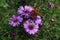 Purple flowers with butterfly , autumn scenery in the Sumava Mountains, Stodulky, Czech Republic