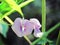 Purple flowers of Butterfly Pea or Centrosema pubescens Benth beautiful in the sunlight shining