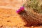 Purple flowers on the cactus in Utah Moab desert