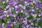 Purple flowers - campanula persicifolia blooming in spring