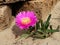 Purple flowers Carpobrotus edulis or Carpobrotus acinaciformis.