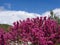 Purple flowers on cercis bush in city park