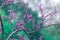 Purple flowers of Cercis canadensis on bright emerald green background