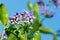 Purple flowers of Chilean potato tree or Solanum crispum Glasnevin against blue sky
